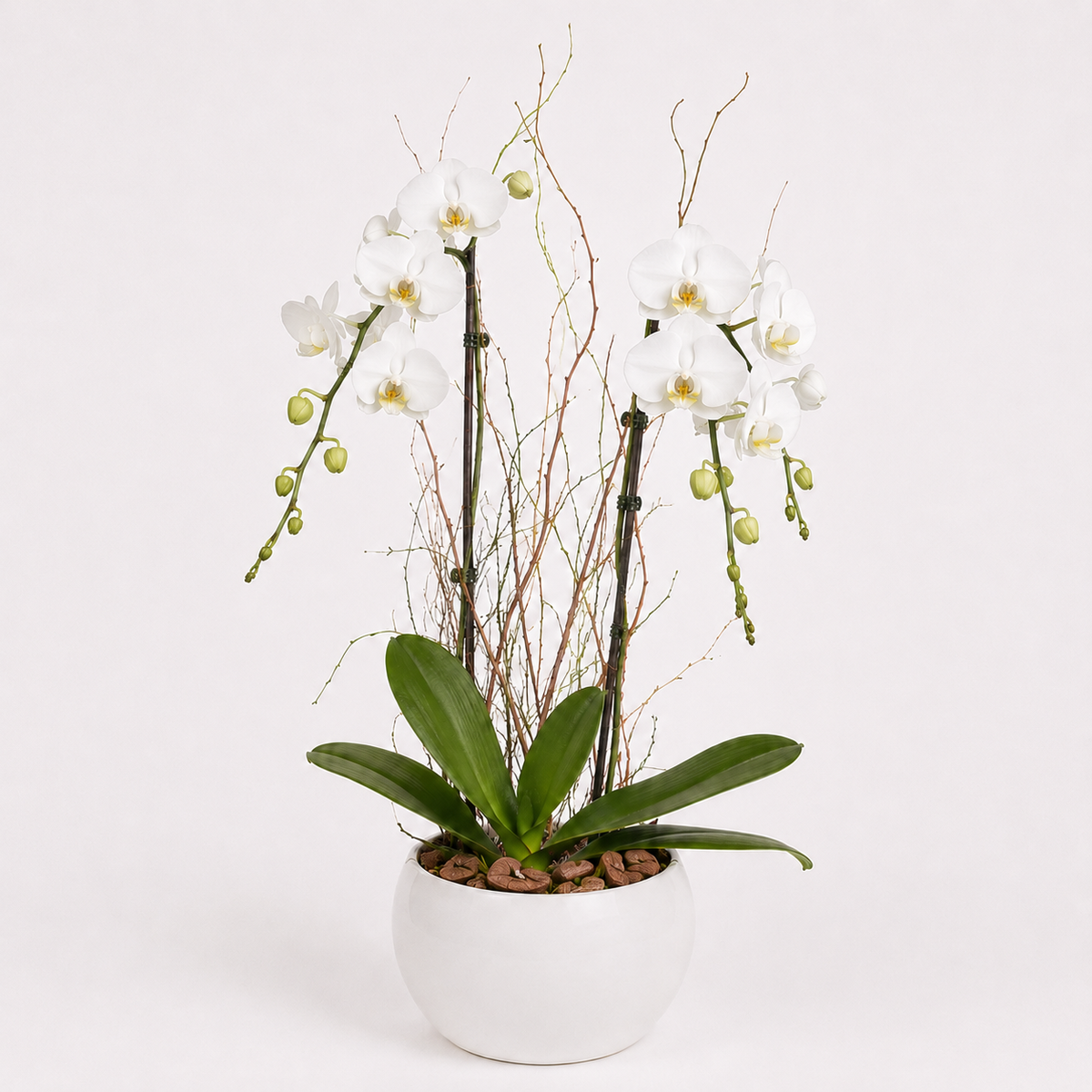 Luxury White Orchid Arrangement