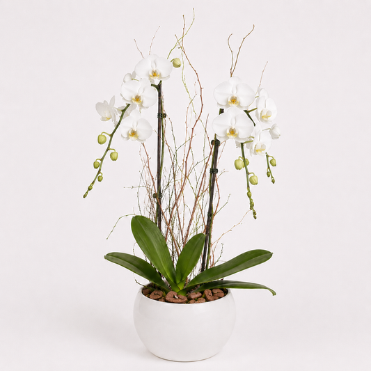 Luxury White Orchid Arrangement