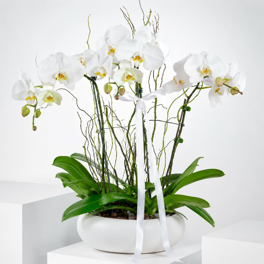 Luxury White Orchid Vase Arrangement