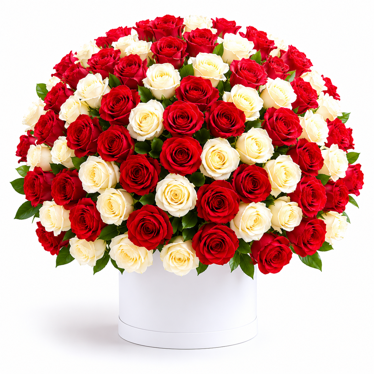 Red & White Rose Royal Collection