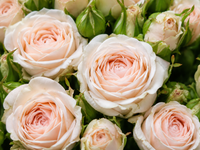 Peach Whisper Baby Roses Bouquet