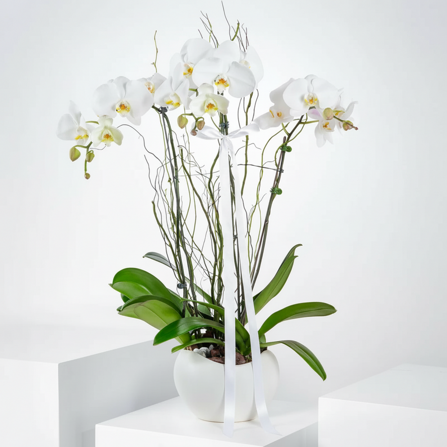 Elegant Triple-Stem White Orchid Arrangement in Classic Vase