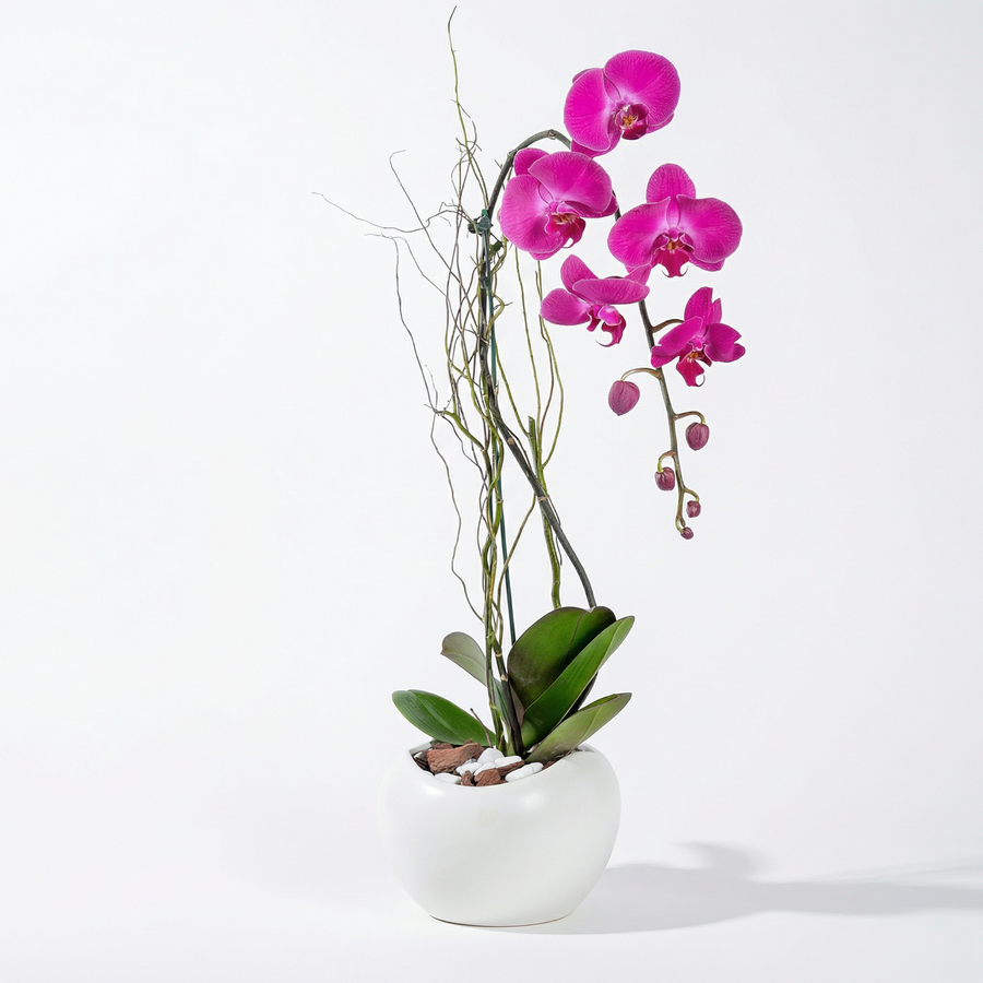 Elegant Purple Orchid in Classic Vase