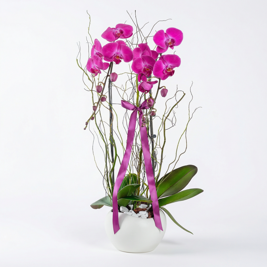 Royal Harmony – Twin Purple Phalaenopsis Orchid Arrangement