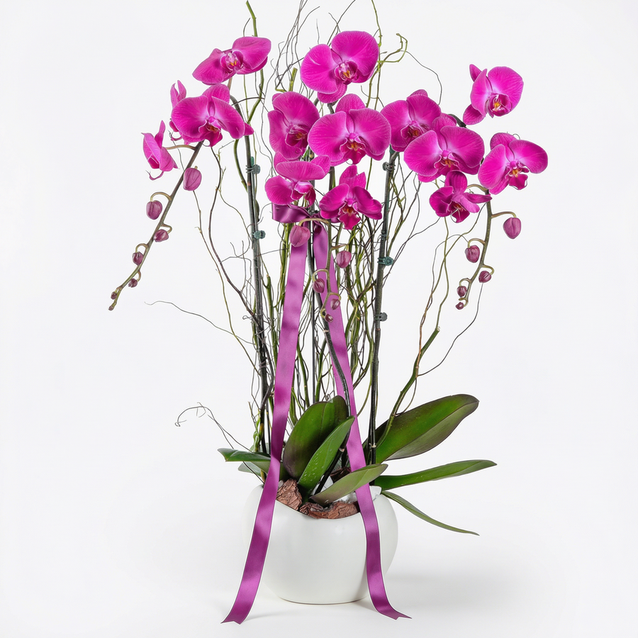 Elegant Triple-Stem Purple Orchid Plant