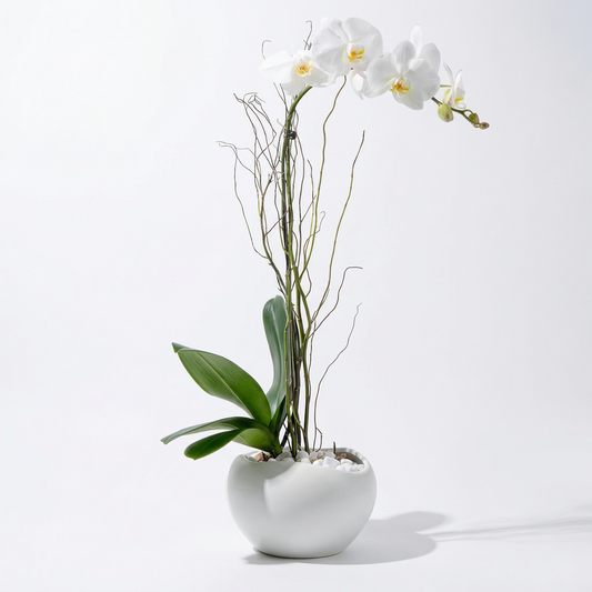 Elegant White Orchid in Classic Vase