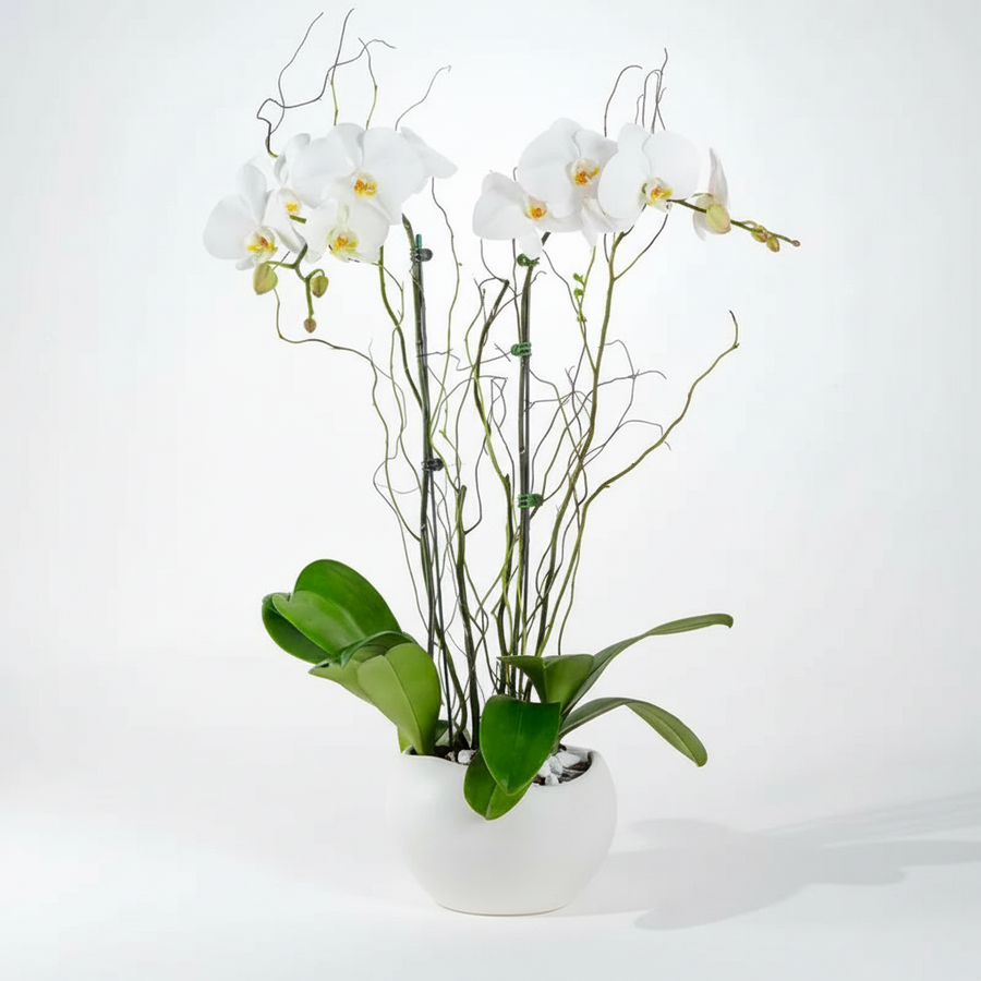 Elegant Double-Stem White Orchid in Decorative Vase