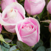 Blush Elegance – 50 Long-Stem Pink Rose Bouquet