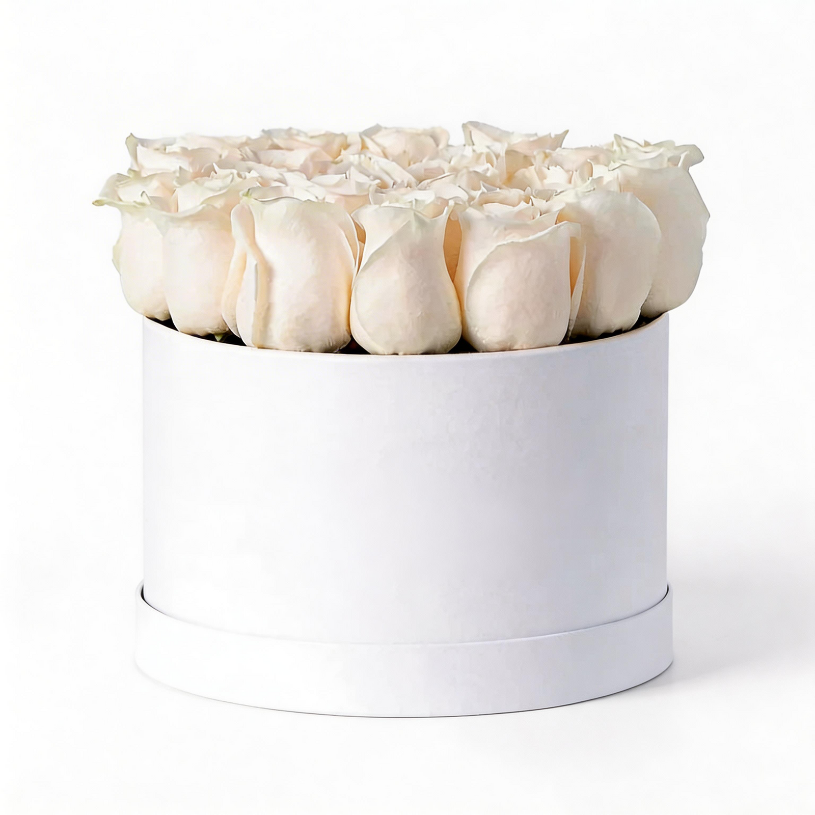 White round box filled with white roses on a white background