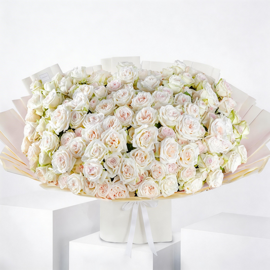 150 White O’Hara Premium Garden Roses – Elegant Fragrant Blooms for Special Arrangements
