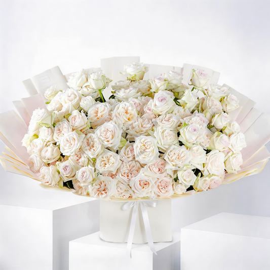 100 White O’Hara Garden Roses – Premium Fresh Cut Elegant Blooms