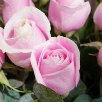Anniversary Special Hand-Tied Bouquet of 25 Pink Roses – Elegant Floral Gift