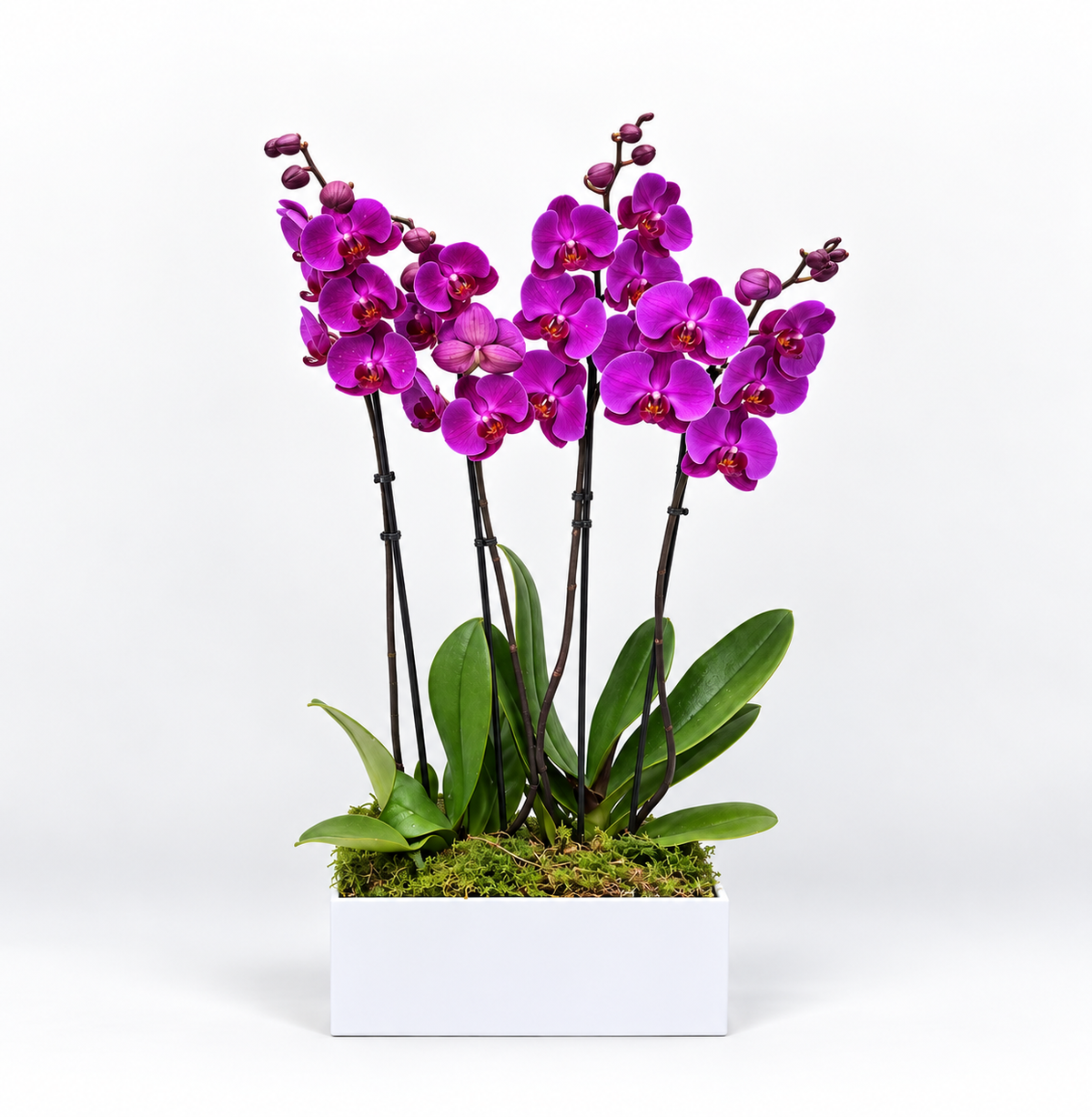 purple Phalaenopsis orchid arrangement in white acrylic planter  