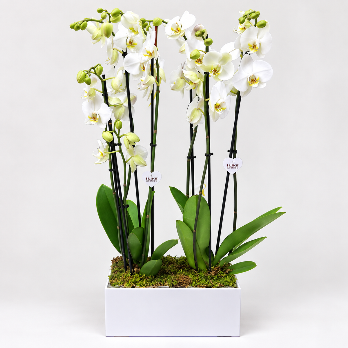 6-stem white Phalaenopsis orchid arrangement 