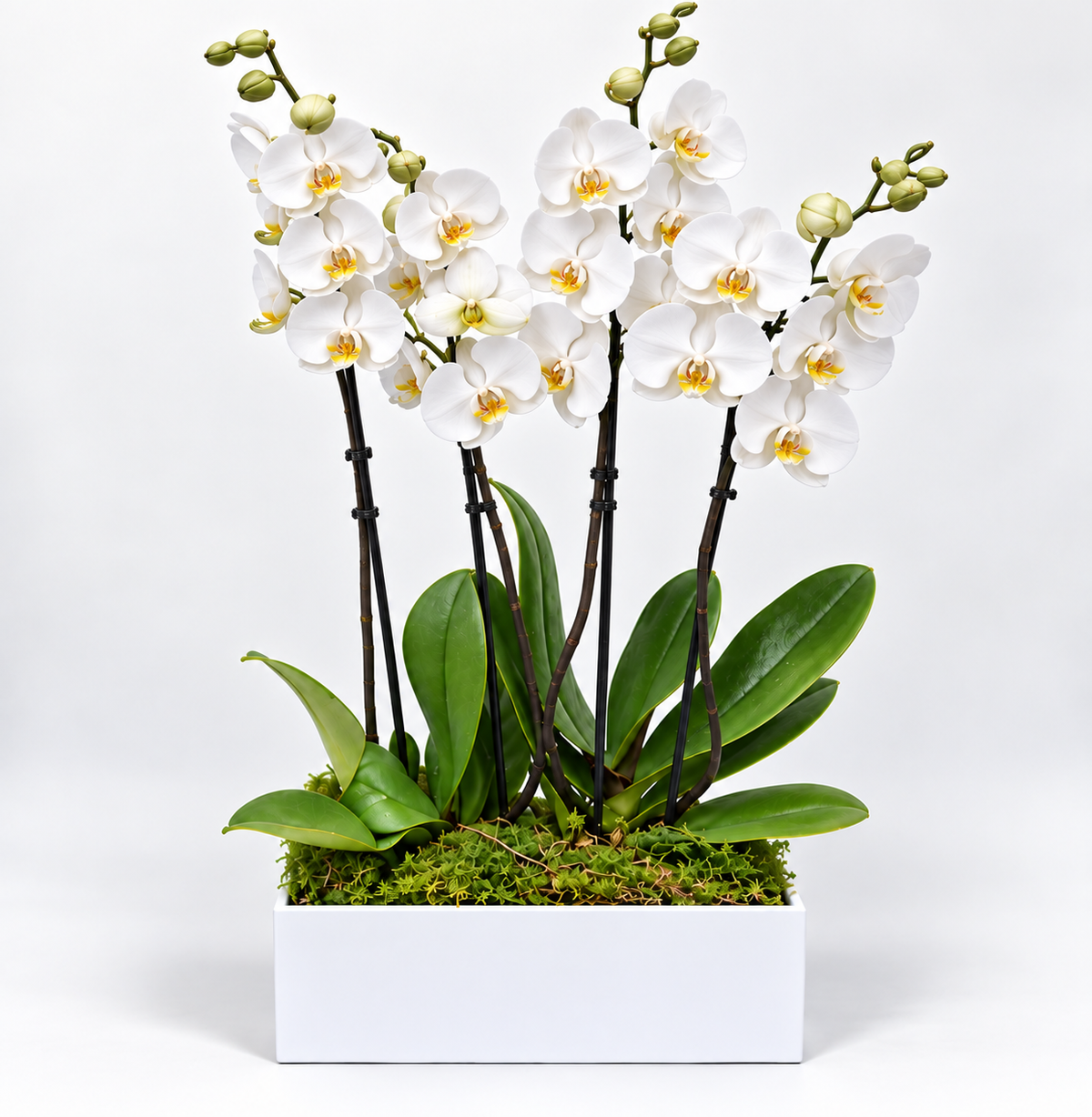 4 white Phalaenopsis orchid stems in a white acrylic planter